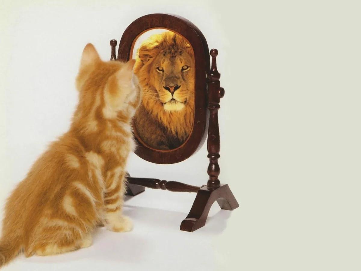 котенок в зеркале лев