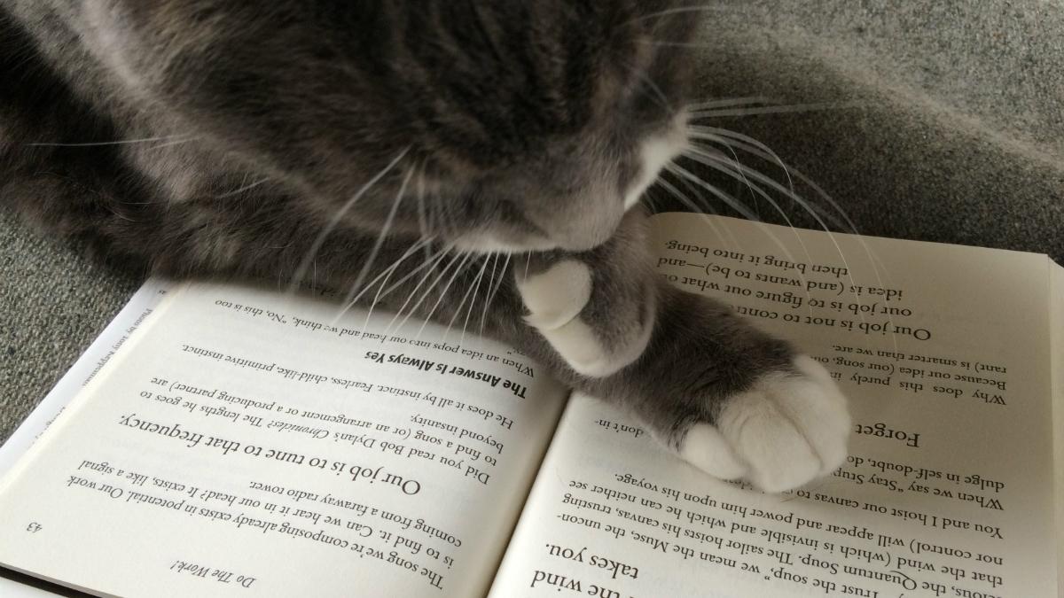 кот с книгой