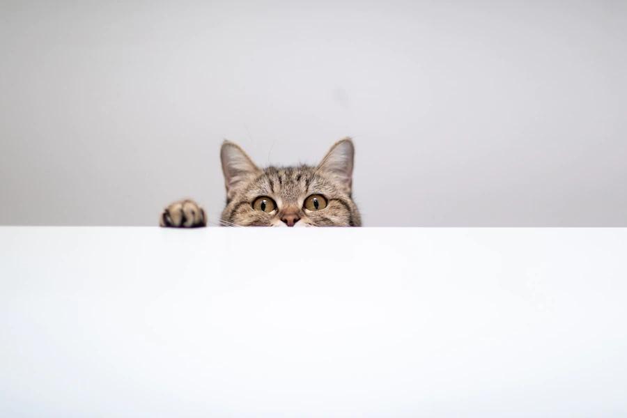 Фотография котика -- иллюстрация cat-программ